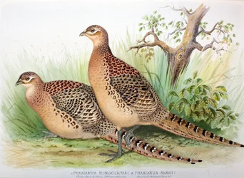 Phasianus mongolicus und Phasianus shawi, 1906-7